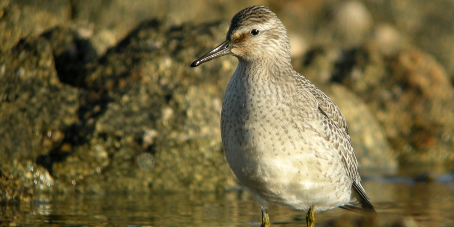 Bécasseau maubèche